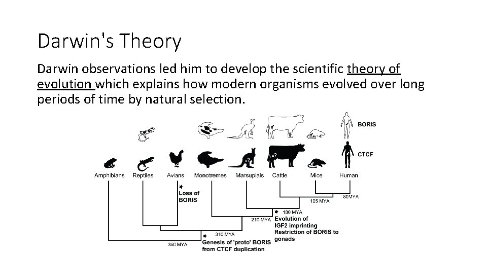 Darwin's Theory Darwin observations led him to develop the scientific theory of evolution which