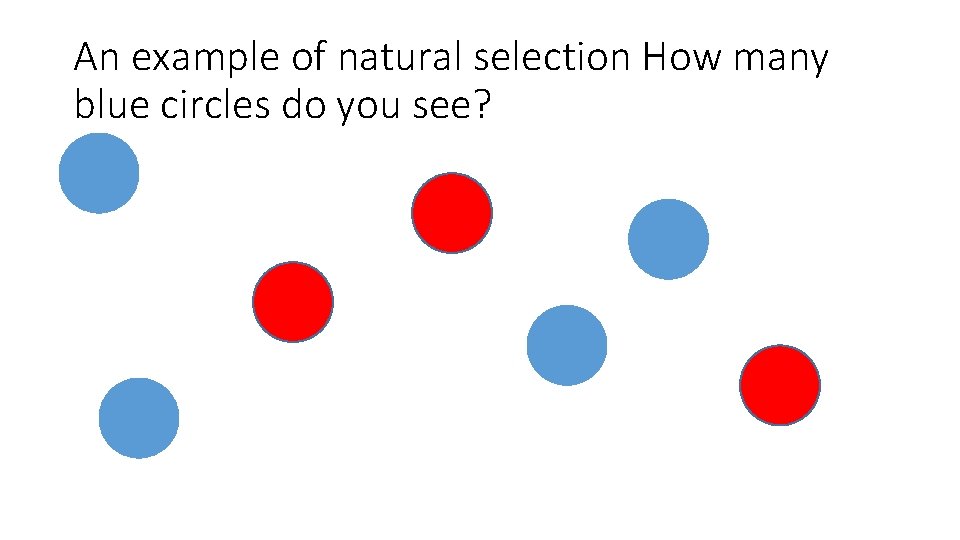 An example of natural selection How many blue circles do you see? 