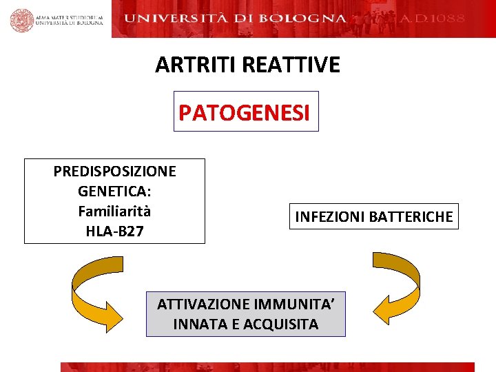 ARTRITI REATTIVE PATOGENESI PREDISPOSIZIONE GENETICA: Familiarità HLA-B 27 INFEZIONI BATTERICHE ATTIVAZIONE IMMUNITA’ INNATA E ARTRITI REATTIVE PATOGENESI PREDISPOSIZIONE GENETICA: Familiarità HLA-B 27 INFEZIONI BATTERICHE ATTIVAZIONE IMMUNITA’ INNATA E