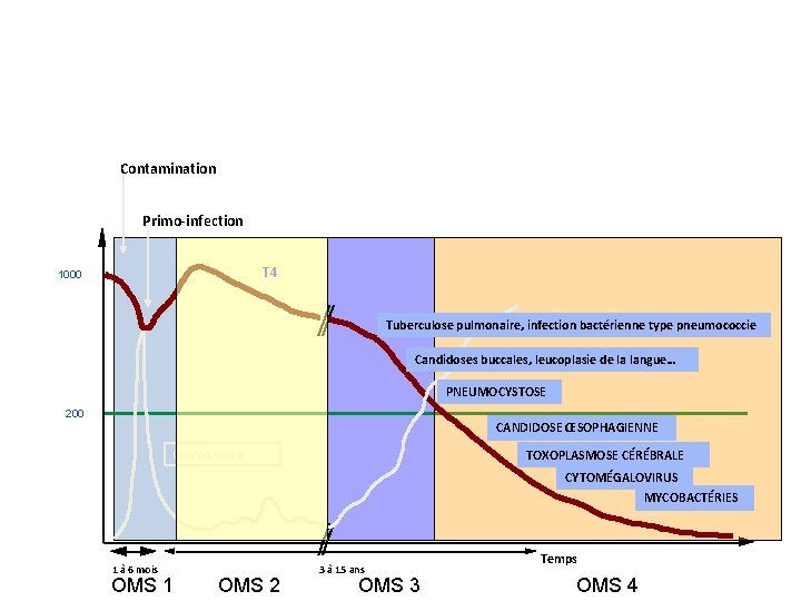 Évolution naturelle Contamination Primo-infection T 4 1000 Tuberculose pulmonaire, infection bactérienne type pneumococcie Candidoses