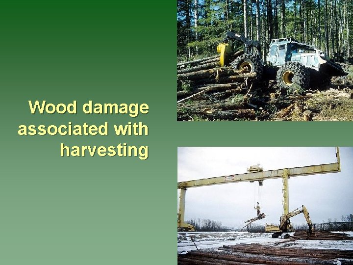 Wood damage associated with harvesting 