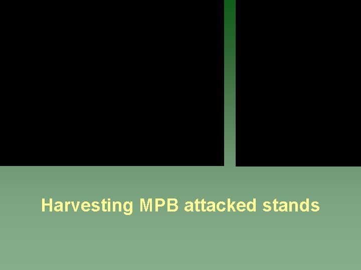 Harvesting MPB attacked stands 