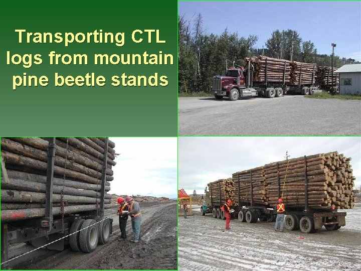 Transporting CTL logs from mountain pine beetle stands 