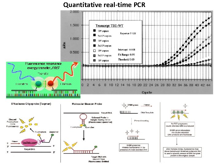 Quantitative real-time PCR Fluorescence resonance evergy transfer, FRET 