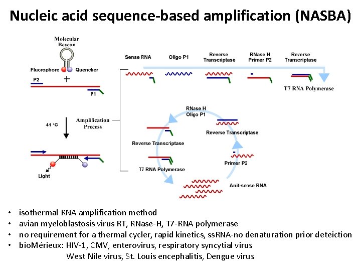 Nucleic acid sequence-based amplification (NASBA) • • isothermal RNA amplification method avian myeloblastosis virus