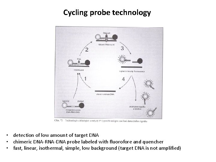 Cycling probe technology • detection of low amount of target DNA • chimeric DNA-RNA-DNA