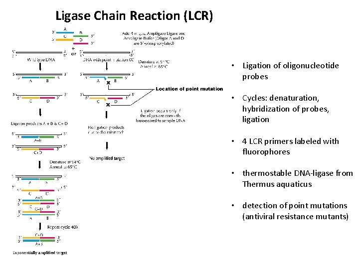 Ligase Chain Reaction (LCR) • Ligation of oligonucleotide probes • Cycles: denaturation, hybridization of