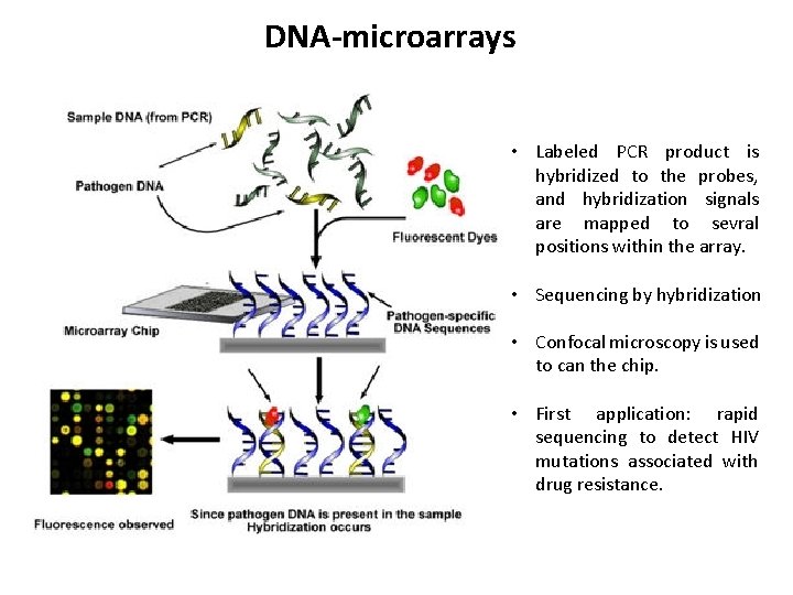 DNA-microarrays • Labeled PCR product is hybridized to the probes, and hybridization signals are