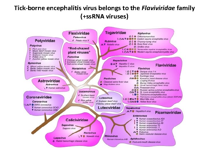 Tick-borne encephalitis virus belongs to the Flaviviridae family (+ss. RNA viruses) 