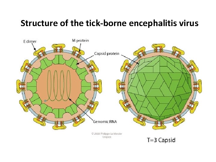 Structure of the tick-borne encephalitis virus 