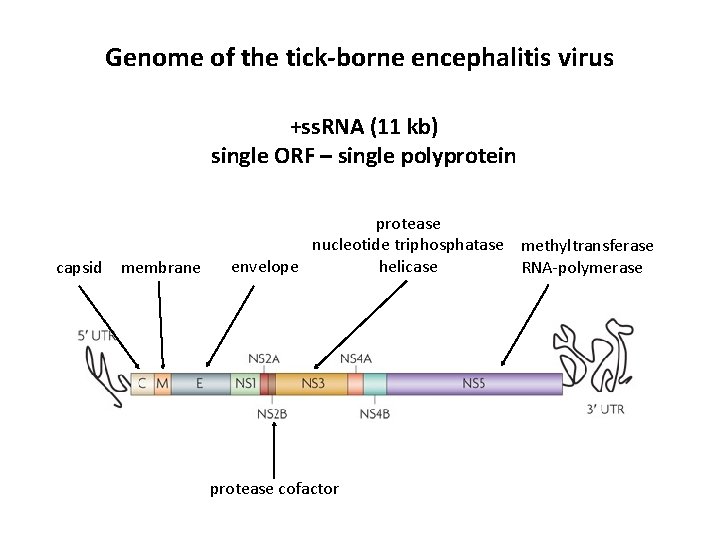 Genome of the tick-borne encephalitis virus +ss. RNA (11 kb) single ORF – single