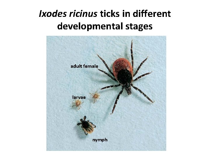 Ixodes ricinus ticks in different developmental stages adult female larvae nymph 