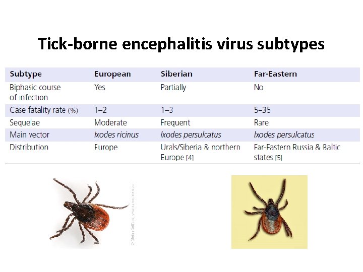 Tick-borne encephalitis virus subtypes 