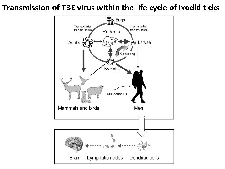 Transmission of TBE virus within the life cycle of ixodid ticks 