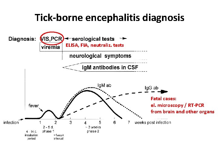 Tick-borne encephalitis diagnosis ELISA, FIA, neutraliz. tests Fatal cases: el. microscopy / RT-PCR from