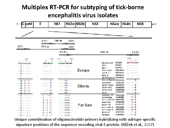 Multiplex RT-PCR for subtyping of tick-borne encephalitis virus isolates Unique conmbination of oligonucleotide primers