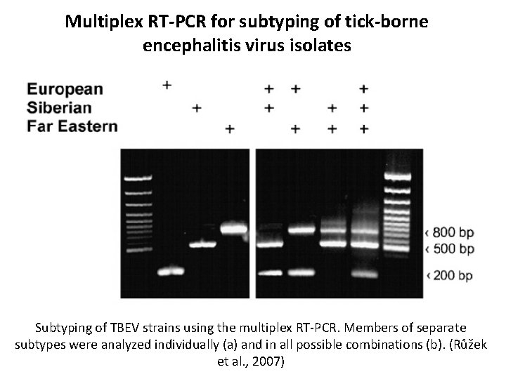 Multiplex RT-PCR for subtyping of tick-borne encephalitis virus isolates Subtyping of TBEV strains using