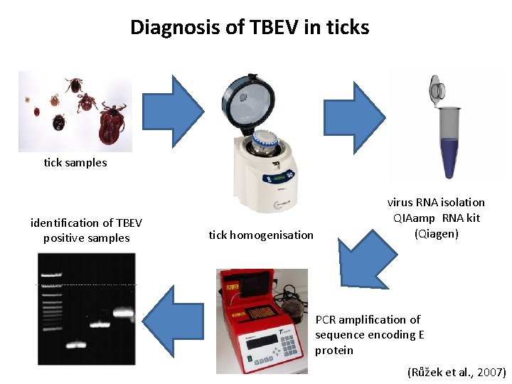 Diagnosis of TBEV in ticks tick samples identification of TBEV positive samples tick homogenisation