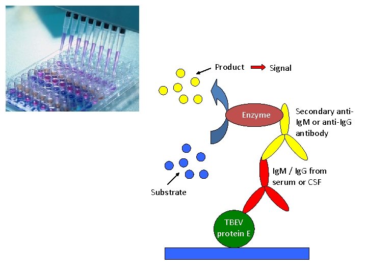 Product Signal Enzyme Secondary anti. Ig. M or anti-Ig. G antibody Ig. M /