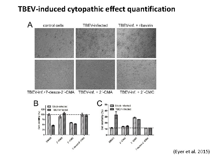 TBEV-induced cytopathic effect quantification (Eyer et al. 2015) 