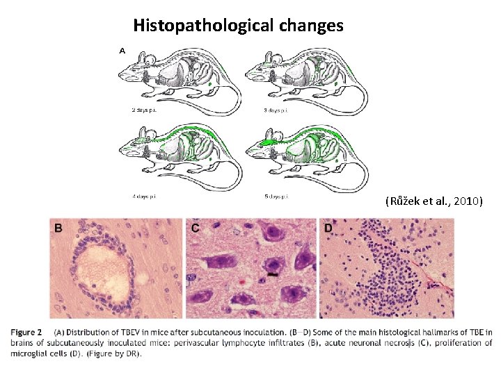 Histopathological changes (Růžek et al. , 2010) 