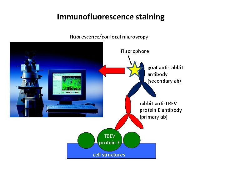 Immunofluorescence staining Fluorescence/confocal microscopy Fluorophore goat anti-rabbit antibody (secondary ab) rabbit anti-TBEV protein E