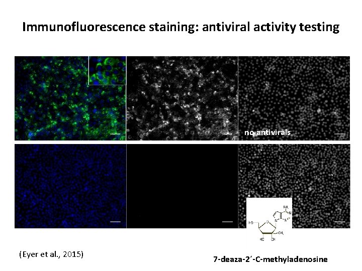 Immunofluorescence staining: antiviral activity testing no antivirals (Eyer et al. , 2015) 7 -deaza-2´-C-methyladenosine