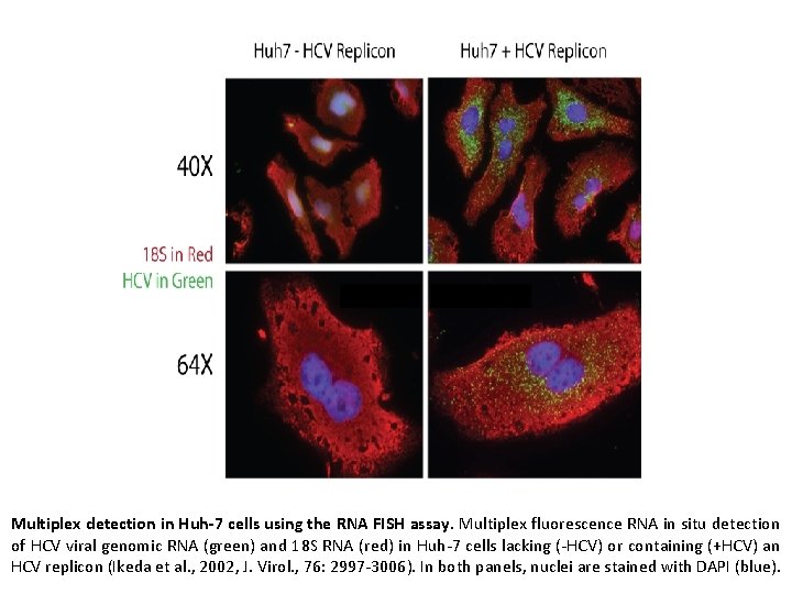 Multiplex detection in Huh-7 cells using the RNA FISH assay. Multiplex fluorescence RNA in