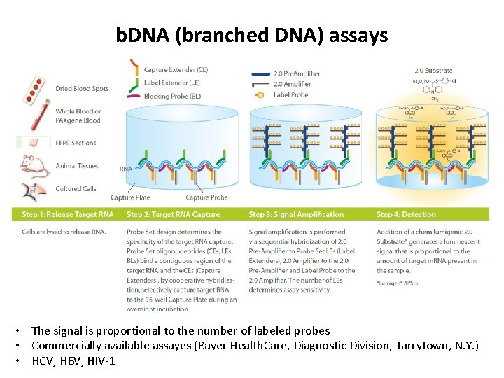 b. DNA (branched DNA) assays • The signal is proportional to the number of