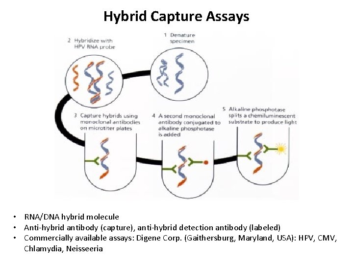 Hybrid Capture Assays • RNA/DNA hybrid molecule • Anti-hybrid antibody (capture), anti-hybrid detection antibody