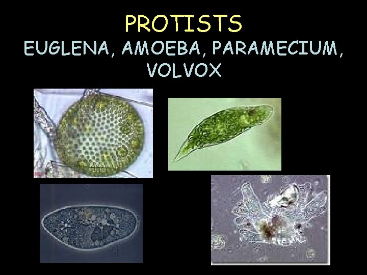 PROTISTS EUGLENA, AMOEBA, PARAMECIUM, VOLVOX 
