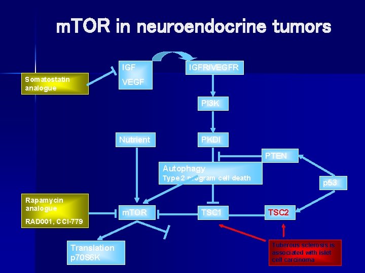 m. TOR in neuroendocrine tumors IGF Somatostatin analogue IGFR/VEGFR VEGF PI 3 K Nutrient