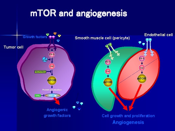  m. TOR and angiogenesis Growth factors Endothelial cell Smooth muscle cell (pericyte) Tumor