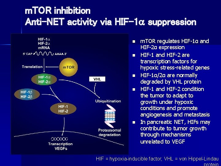 m. TOR inhibition Anti-NET activity via HIF-1 suppression n n m. TOR regulates HIF-1α
