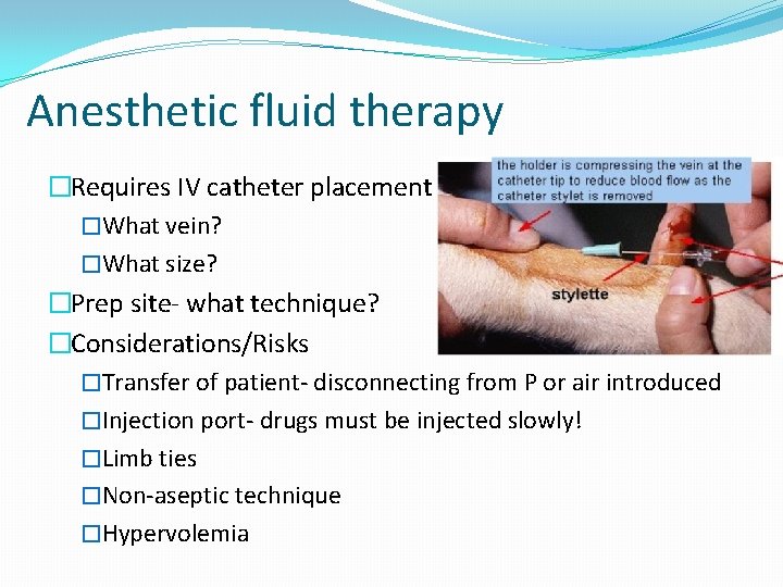 Anesthetic fluid therapy �Requires IV catheter placement �What vein? �What size? �Prep site- what