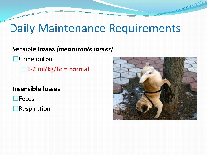 Daily Maintenance Requirements Sensible losses (measurable losses) �Urine output � 1 -2 ml/kg/hr =