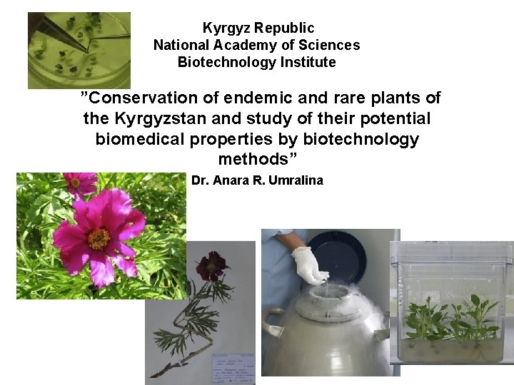  Kyrgyz Republic National Academy of Sciences Biotechnology Institute ”Conservation of endemic and rare