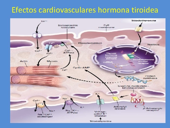 Efectos cardiovasculares hormona tiroidea 