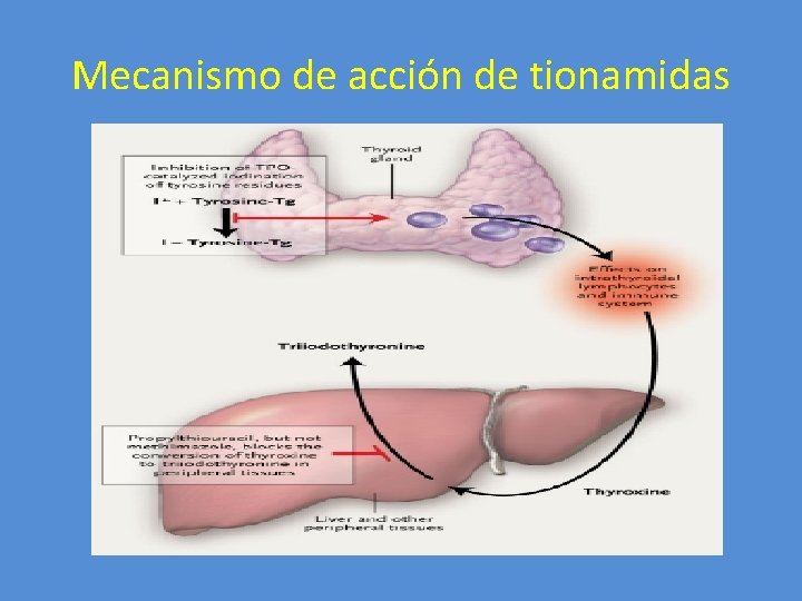 Mecanismo de acción de tionamidas 