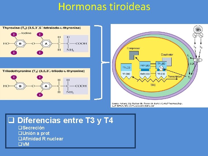 Hormonas tiroideas q Diferencias entre T 3 y T 4 q. Secreción q. Unión