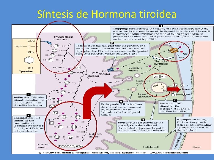 Síntesis de Hormona tiroidea 