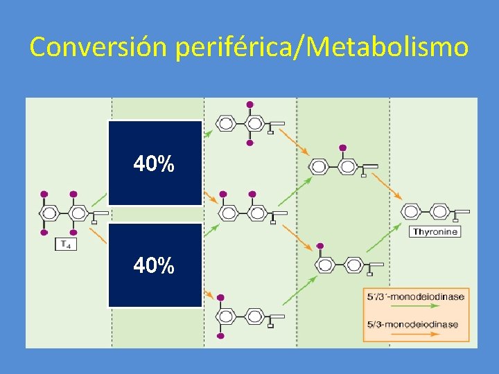 Conversión periférica/Metabolismo 40% 