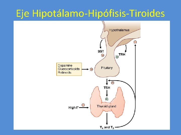 Eje Hipotálamo-Hipófisis-Tiroides 