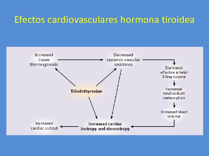 Efectos cardiovasculares hormona tiroidea 