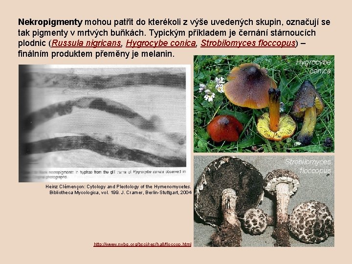 Nekropigmenty mohou patřit do kterékoli z výše uvedených skupin, označují se tak pigmenty v Nekropigmenty mohou patřit do kterékoli z výše uvedených skupin, označují se tak pigmenty v