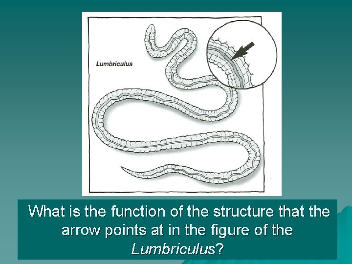 What is the function of the structure that the arrow points at in the