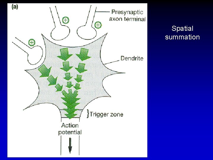 Spatial summation 