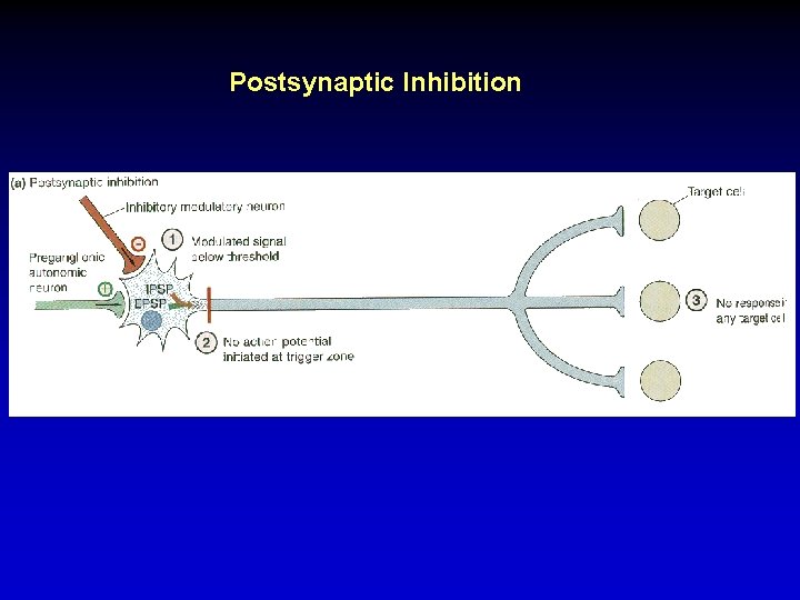 Postsynaptic Inhibition 