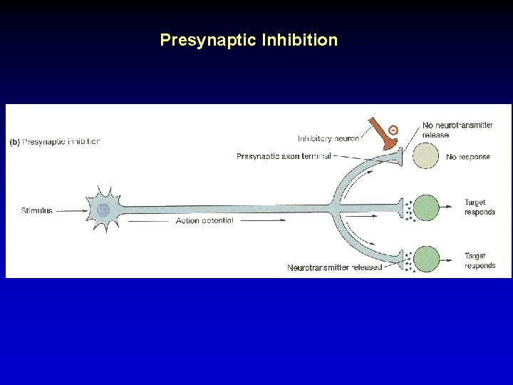 Presynaptic Inhibition 