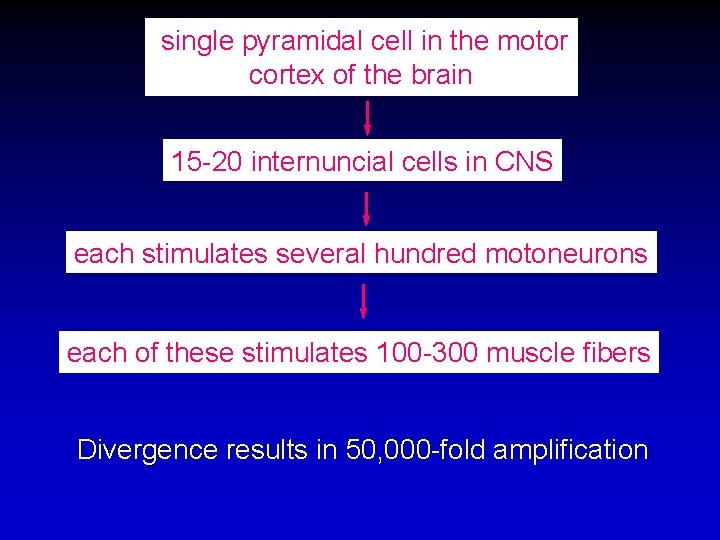 single pyramidal cell in the motor cortex of the brain 15 -20 internuncial cells